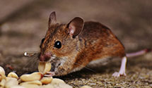 24 Hour & Emergency Exterminators in Otto, MO